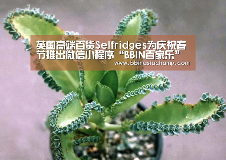 英国高端百货Selfridges为庆祝春节推出微信小程序“BBIN百家乐”(图1) BBIN竞猜